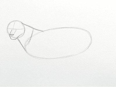 2nd step of the how to draw a tiger tutorial: add neck and muzzle.
