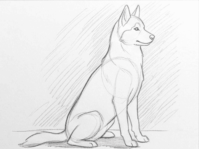 A soft even graphite tone surrounds the husky, with a darker patch under the belly suggesting a cast shadow.