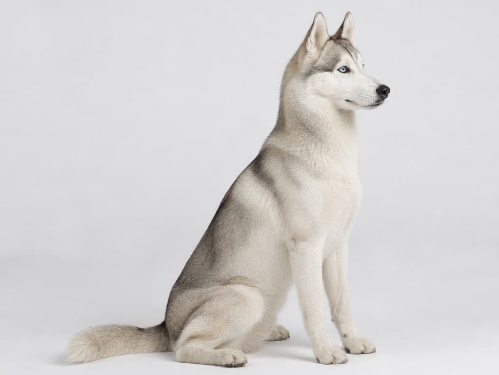 Photorealistic reference of a Siberian husky sitting upright in profile with pale blue eyes and a thick double coat.