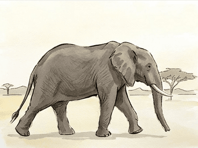 Stage eight showing cooler mid-tone grey under the body and warm savanna background